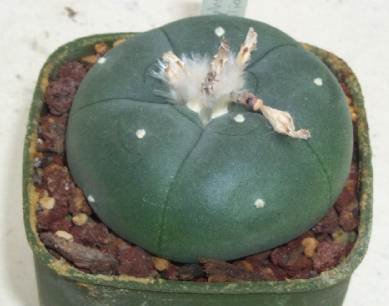 Lophophora_williamsii